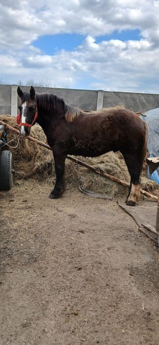 Vând 3 manji cuminți