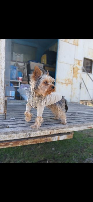 Йоркширский терьер  ищет невесту
