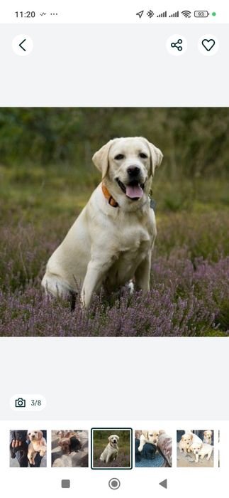Лабрадор ИТ боласи сотилади