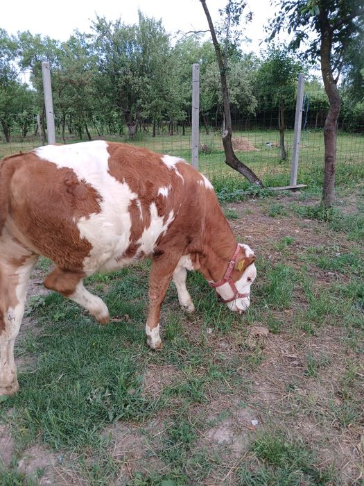 Vand vitea de 6 luni