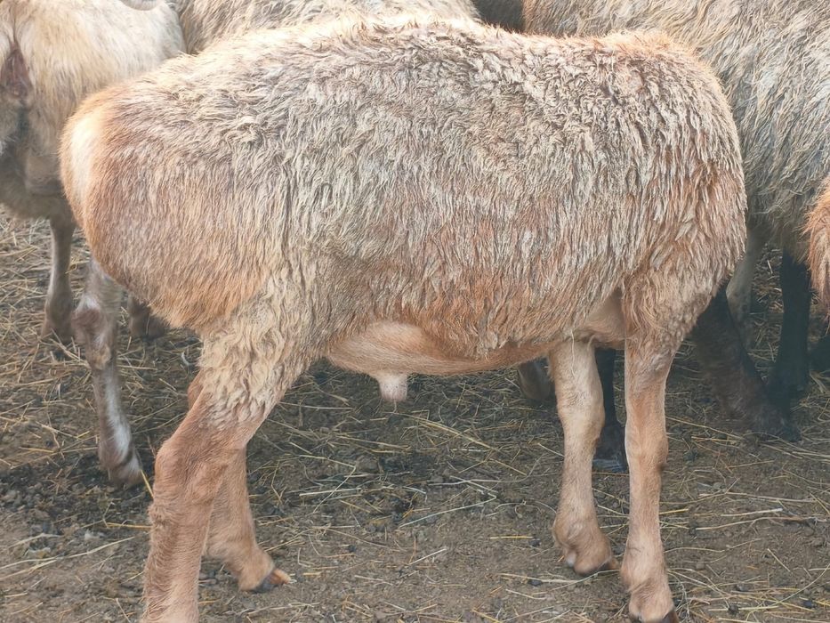 Продам Едилбайский ягненка