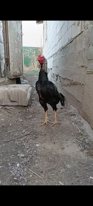 Дакан бойцовые цеплята