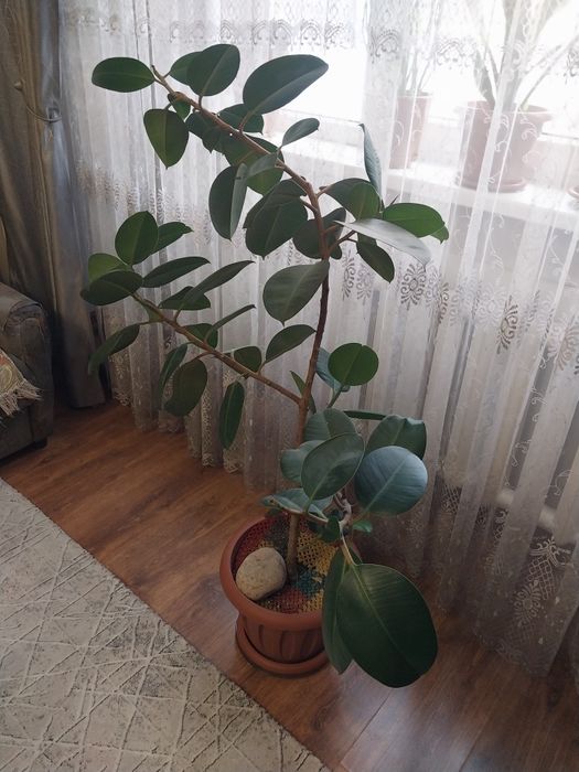 Продаются взрослые растения