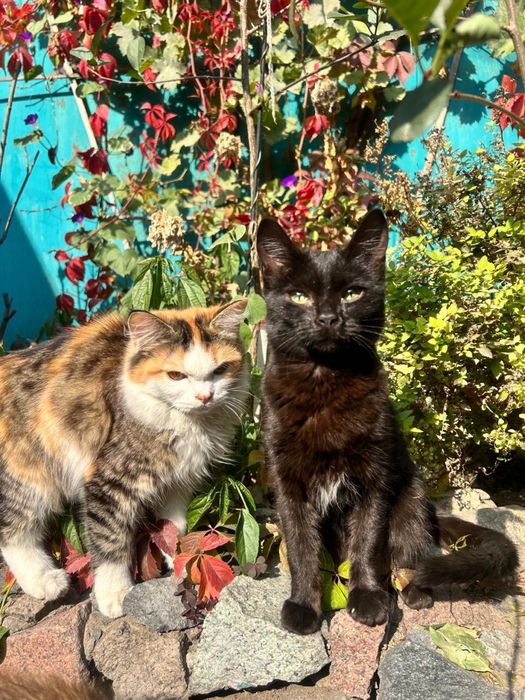 Котики ищут семью.