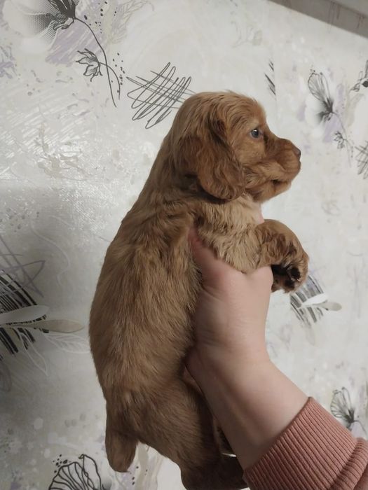 Продам чистокровного спаниеля