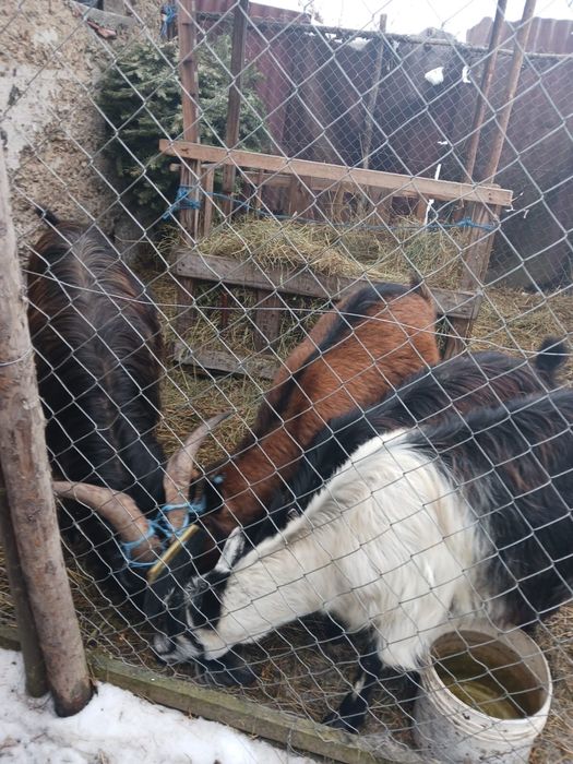 Vand capre de tinut sau schimb cu oi