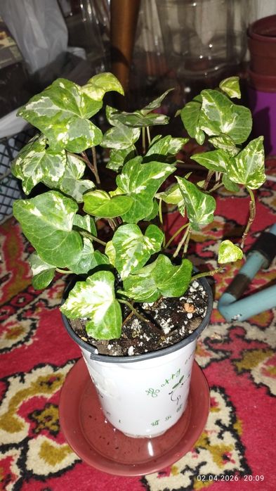 Продается Шикарный Плющ вариегатный