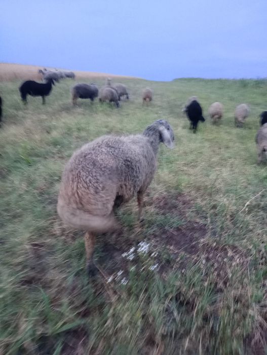 Vând miei karakul