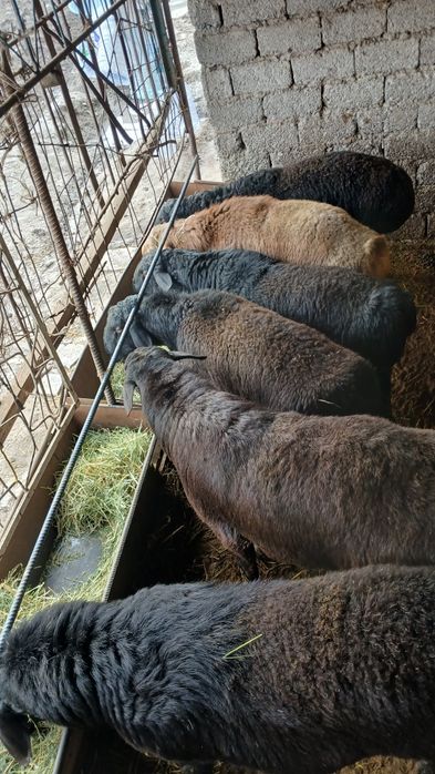 Qochqorlar sotiladi soni 6ta