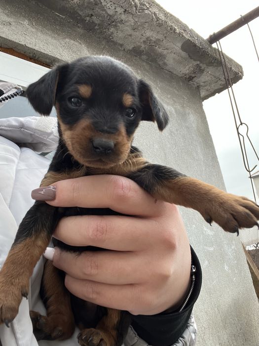 Черни бебета дайели