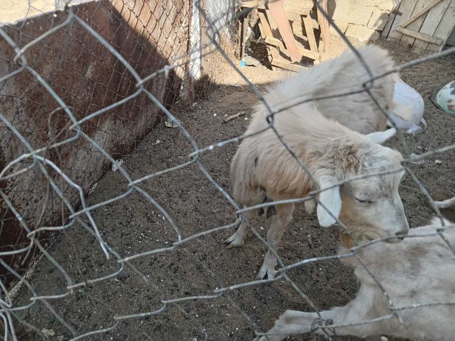 Екі ешкі лағымен сатылады