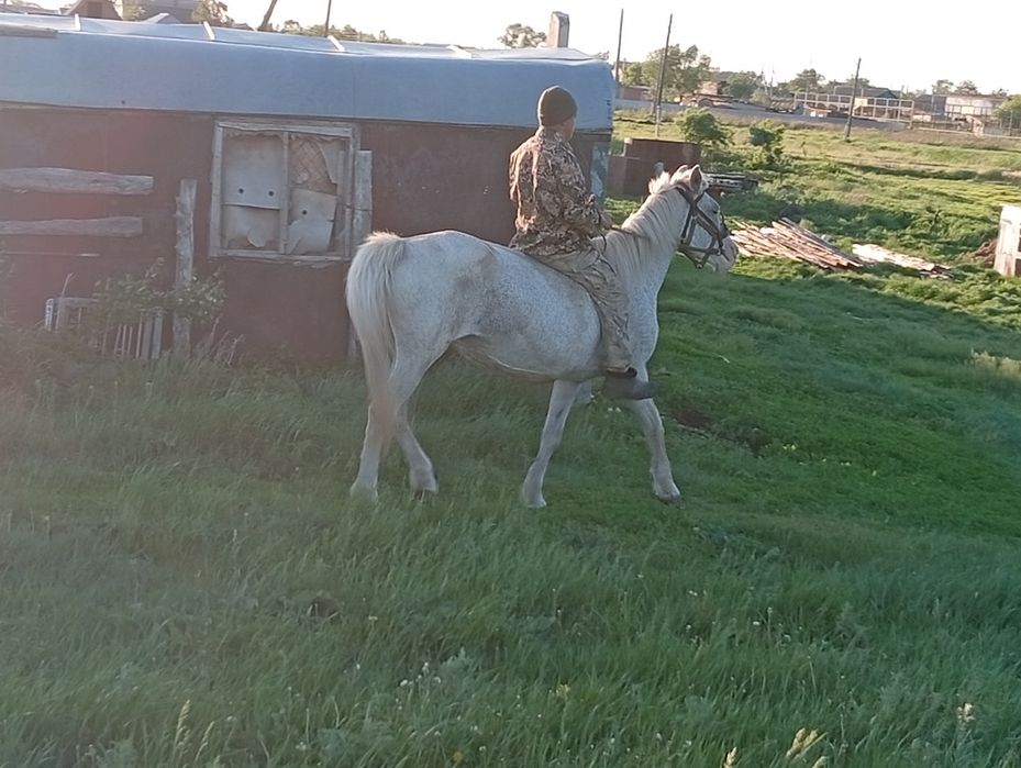 Продам кобылу обучению