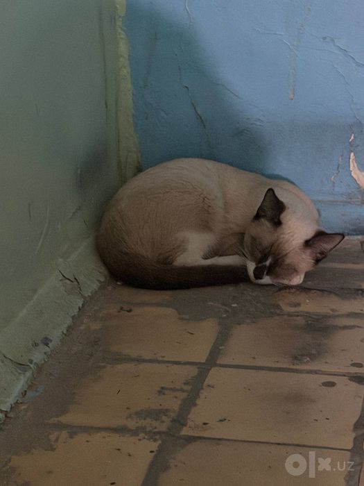 Котик ищет дом и семью!