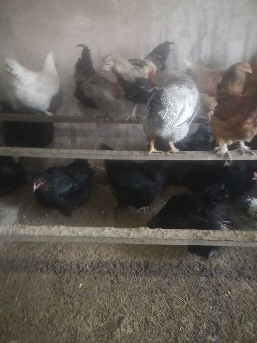 Продам курей 7000