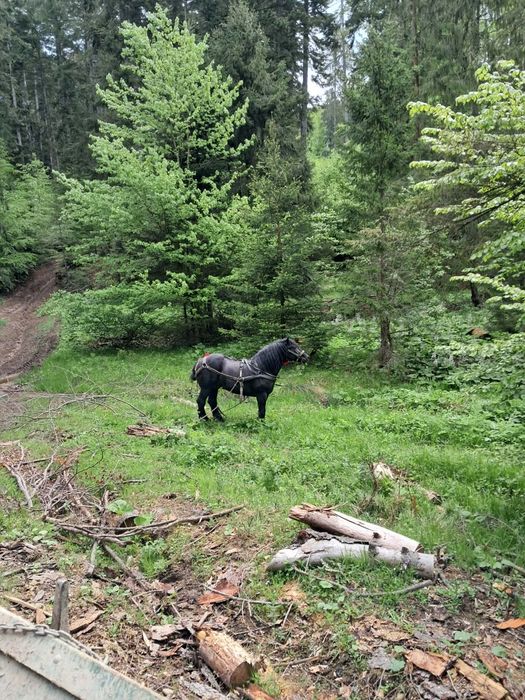 Vând armăsar de 6 ani