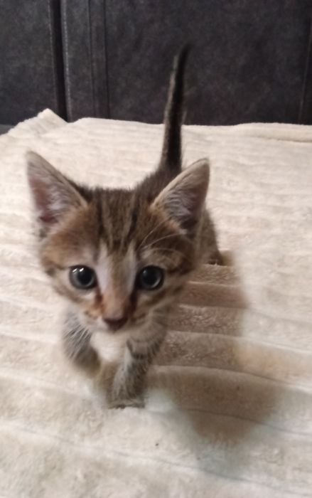 Метисовый котёнок чаузи ф4