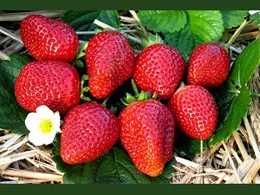 Stolonii de capsuni FRIGO pot fi plantati pana in luna august!