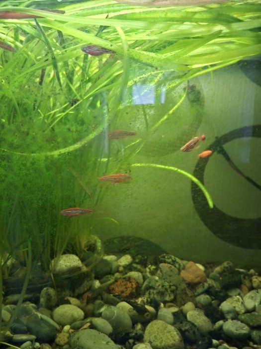 Рыбки акварельные дание меченосцы анцытрусы сомики гуппи продаю оптими