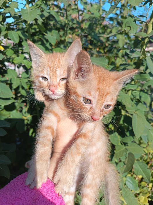 Отдам котят, 3 девочки и один мальчик