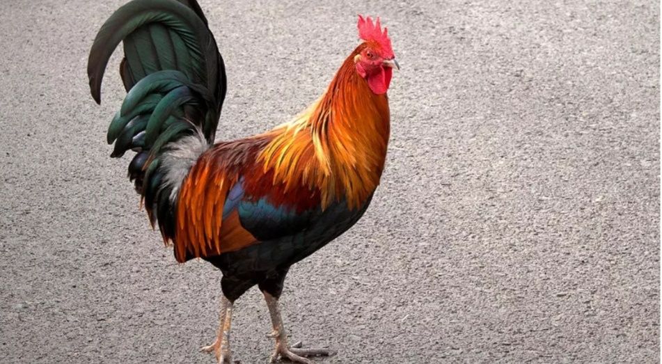 Кораз тауыкка аусам