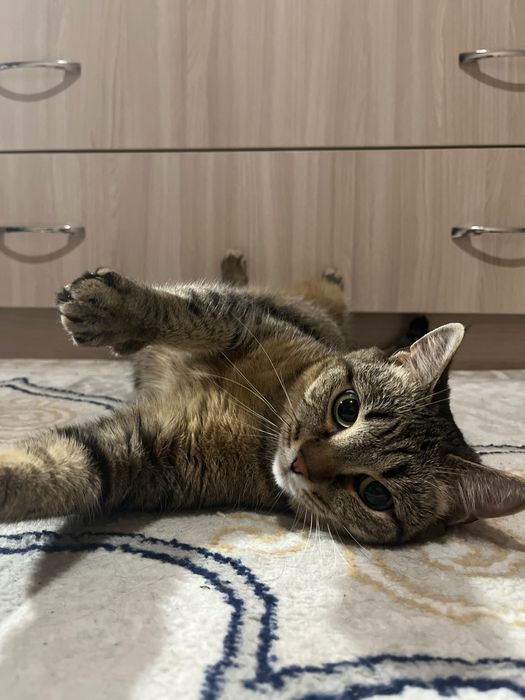 отдам кошечку в добрые руки