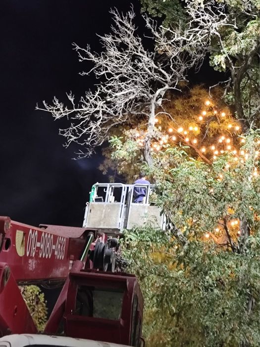 Daraxt kesish/Спли деревье и обрезка