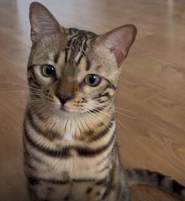Продается кот бенгал, мальчик, возраст: 1 год.