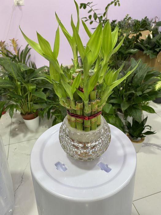 Цветы для дома и офиса. В скидочных ценах