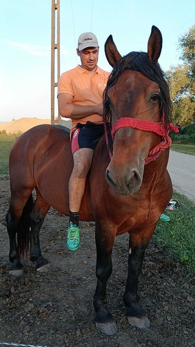 Armăsar vârstă 5 ani