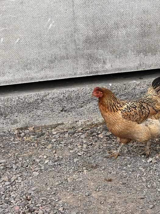 Кучин мекен сатылады