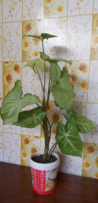 Сингониум,монстера и сансевьера