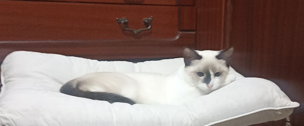 Котенок,девочка,3,5 мес в добрые руки