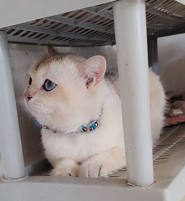 Vyazkaga qiz mushuklarni taklif qilamiz