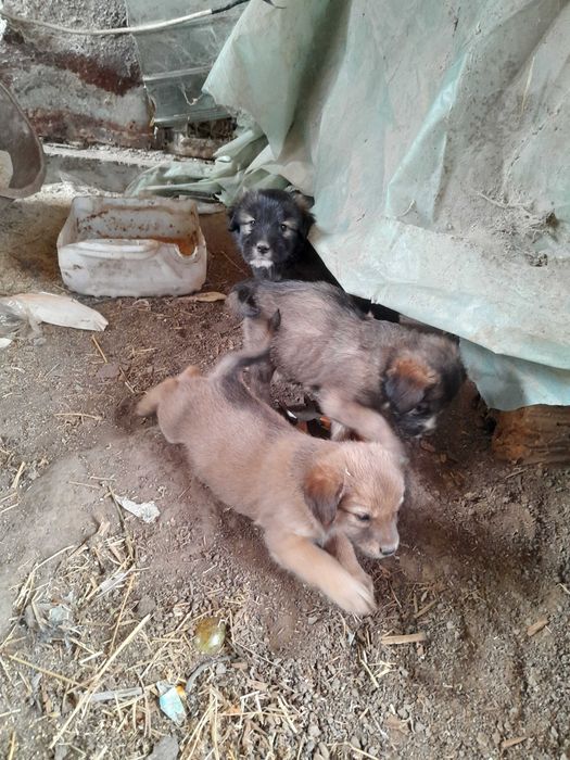 Donez căței talie mica