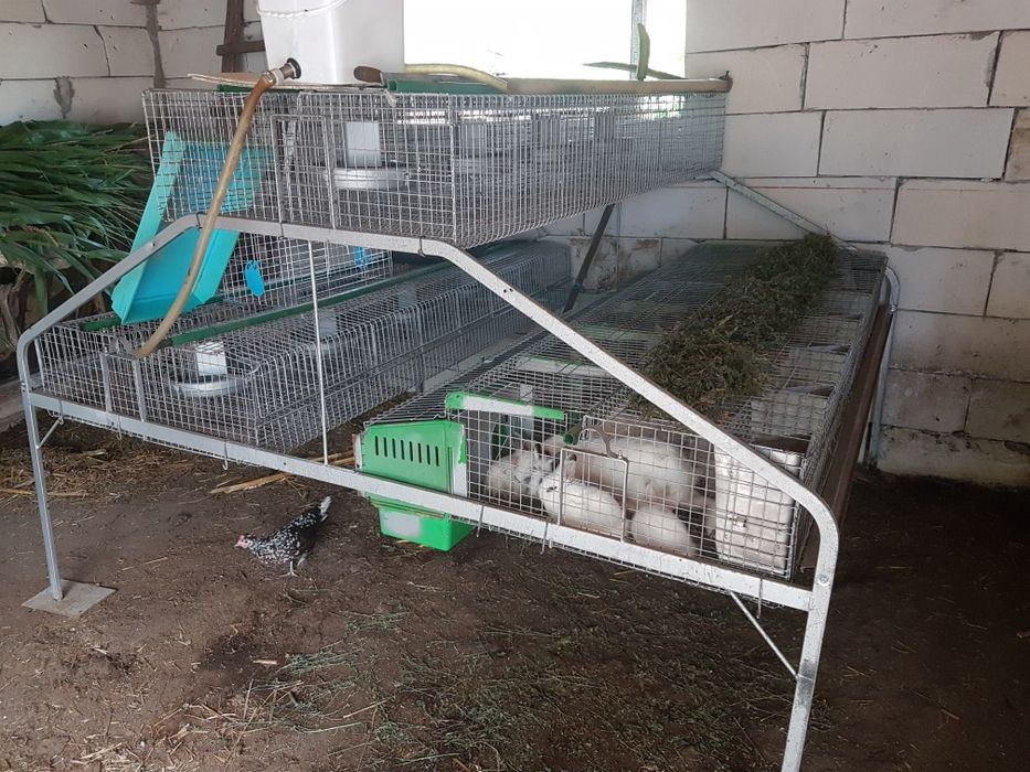 Iepurasi pitici, ideali ca si animalute de comanie