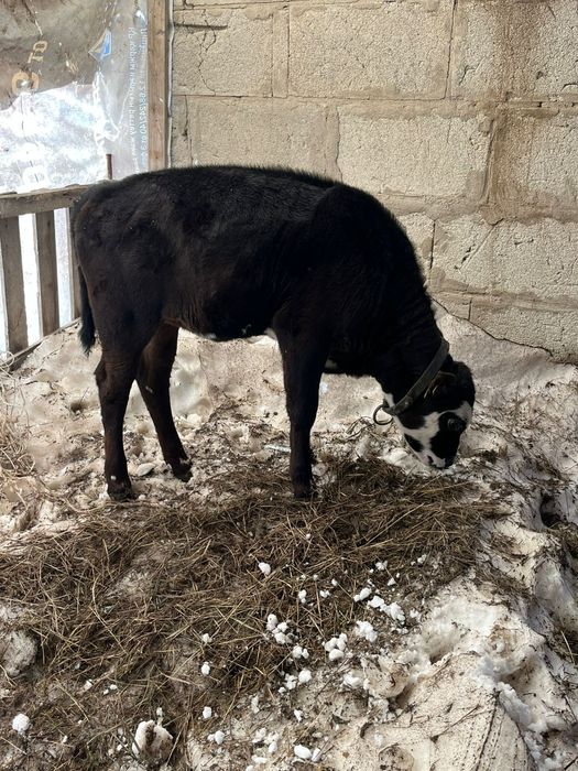 Құнажын мен бұзау сатылады