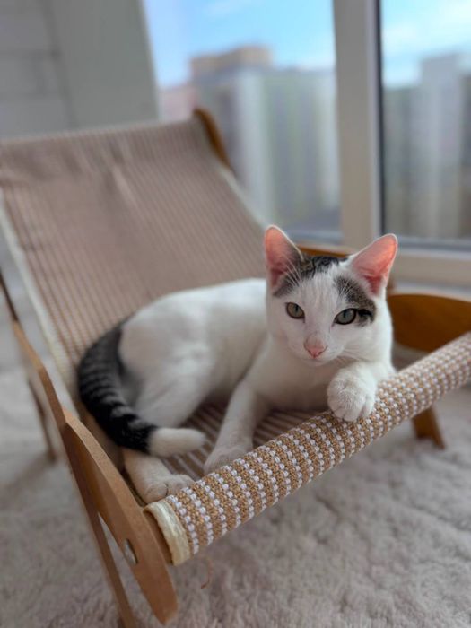 Котик ищет семью