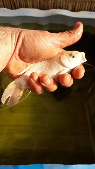 Продаются рыбы Кои, разных цветов