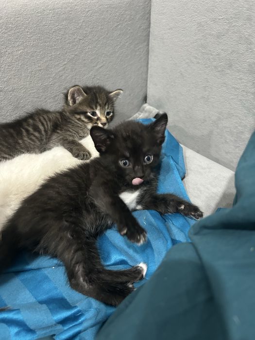 котята бесплатно
