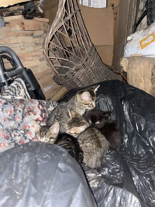 4 pisoi de adoptat