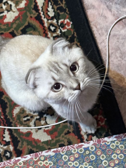 Шотландская вислоухая кошка
