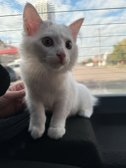 Котик бесплатно