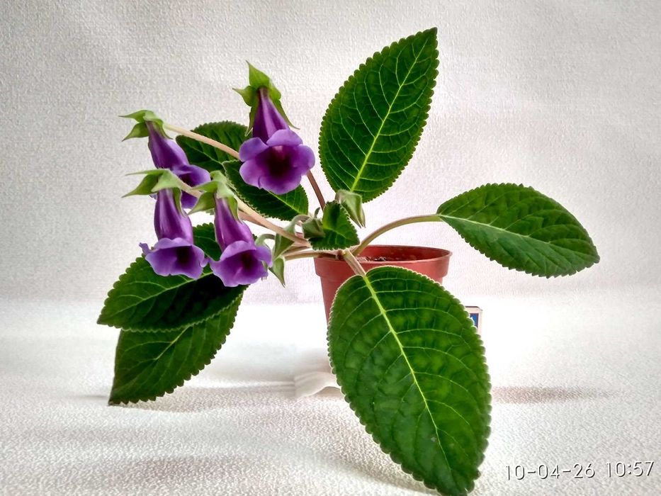 Зацвевшая Глоксиния пышным цветом. Комнатный цветок в горшке