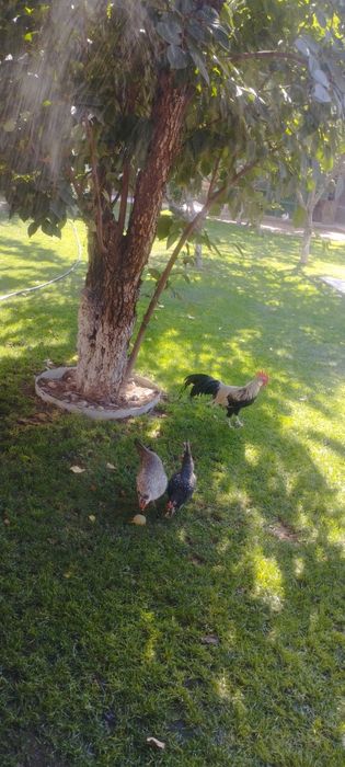 SIBRAYT va FENIKS zotli tovuq tuxumlari