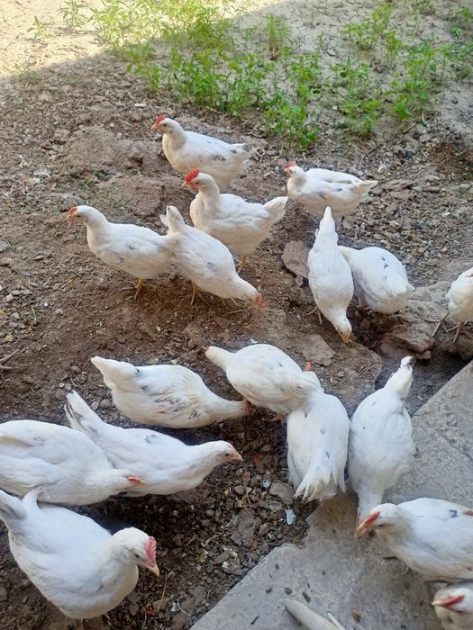 Жужа сотилади ...