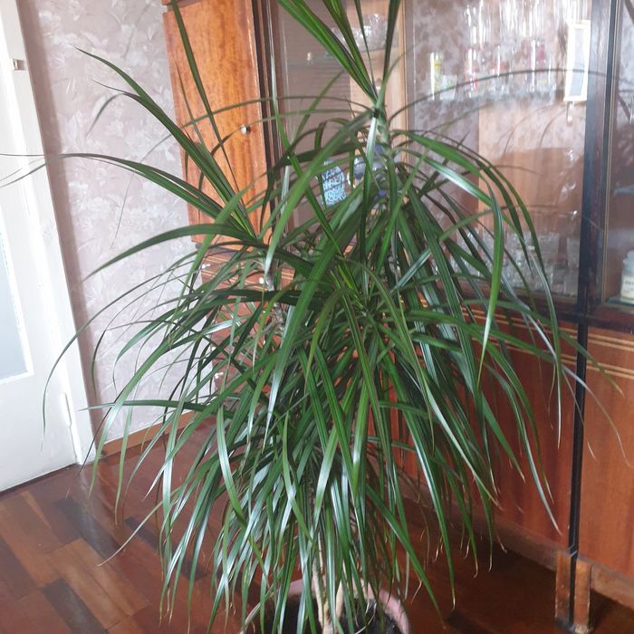 Драцена (пальма)