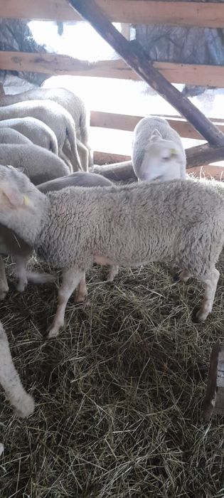 Oi lacaune de vanzare