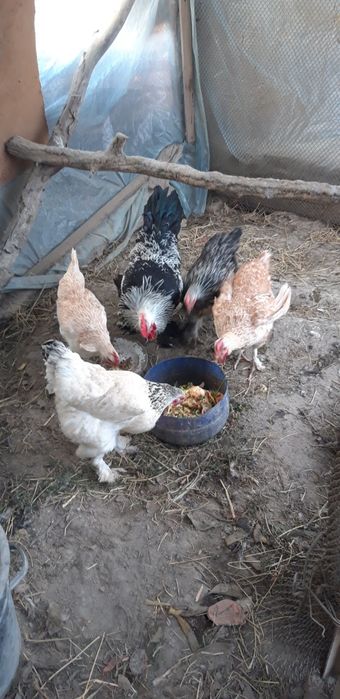 Brama Tovuqlar Soltiladi Soglom tugishni boshlagan