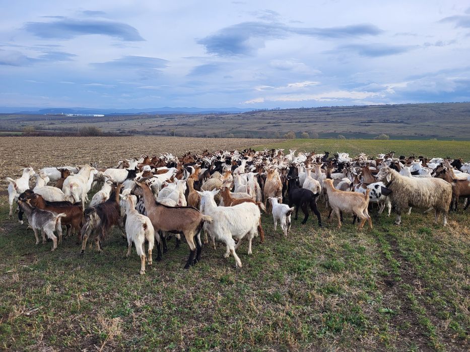 Vînd turmă de capre sau schimb cu oi