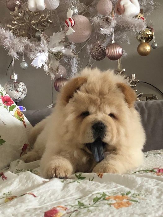 Chow chow 60 zile